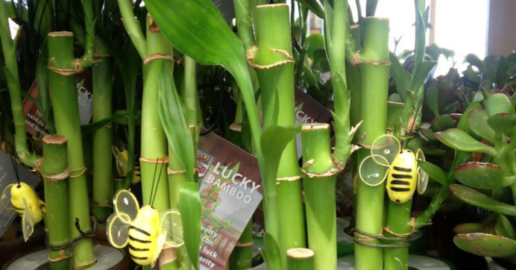 Bamboo Plant