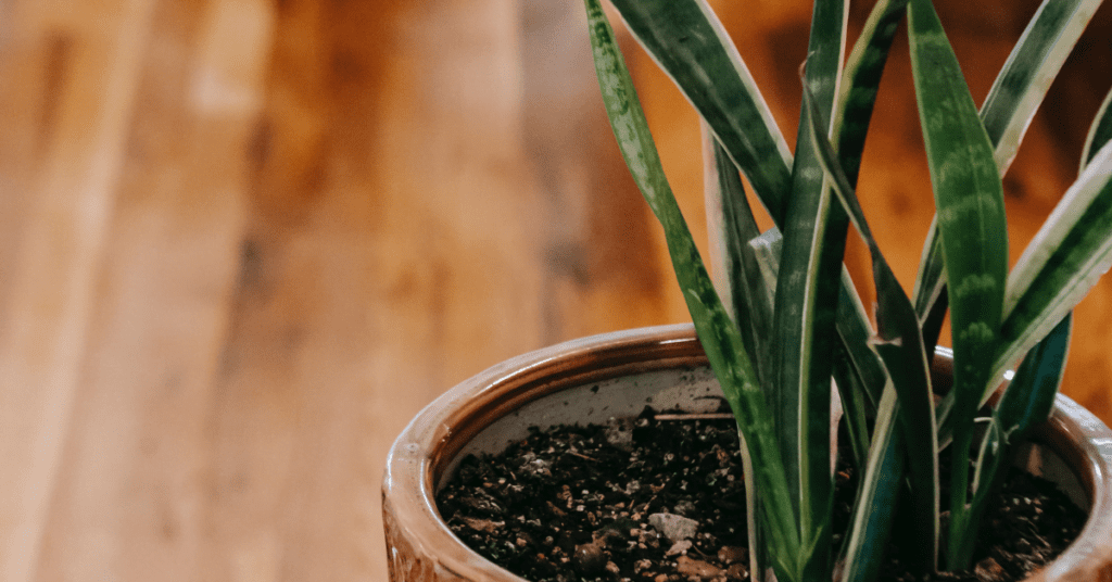 Dracaena Goldstar