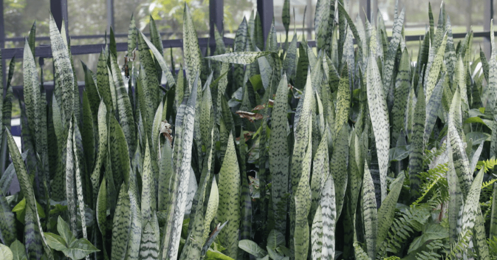 Snakeplant