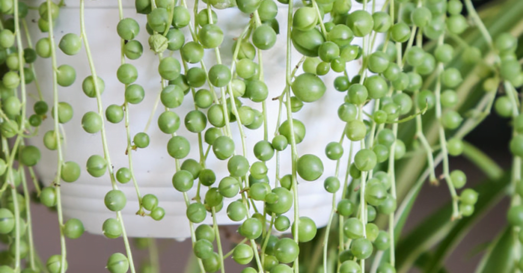 String-of-Pearls