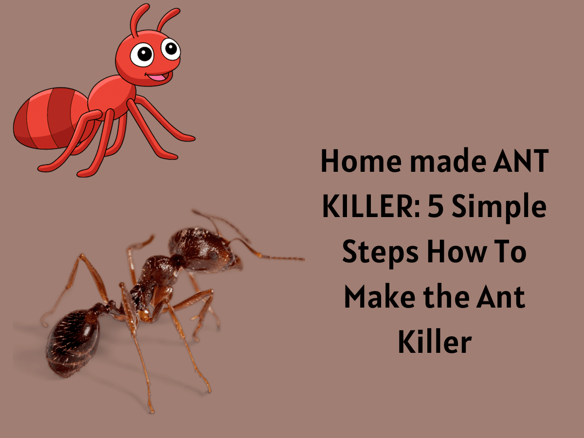 Home made ANT KILLER 5 Simple Steps How To Make the Ant Killer