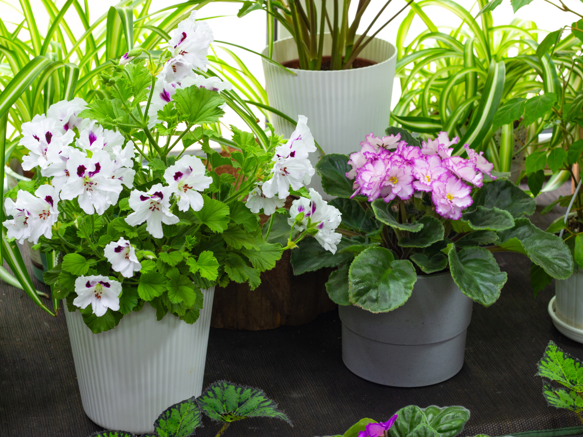 15 Best Indoor Flowering Plants to Brighten Your Home