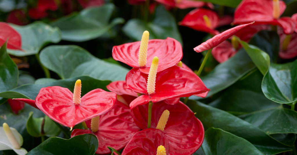 Anthurium