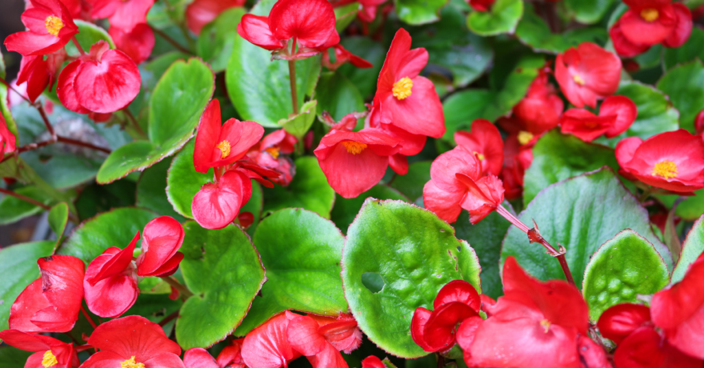 15 Best Indoor Flowering Plants to Brighten Your Home
