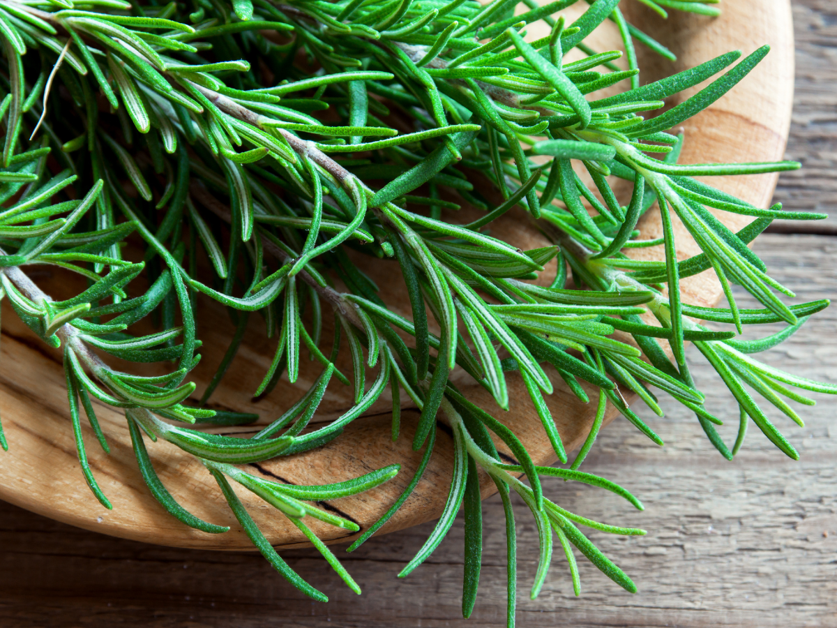 Benefits of Rosemary