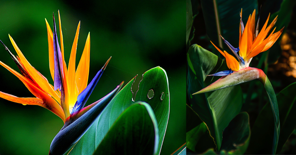 Bird of Paradise