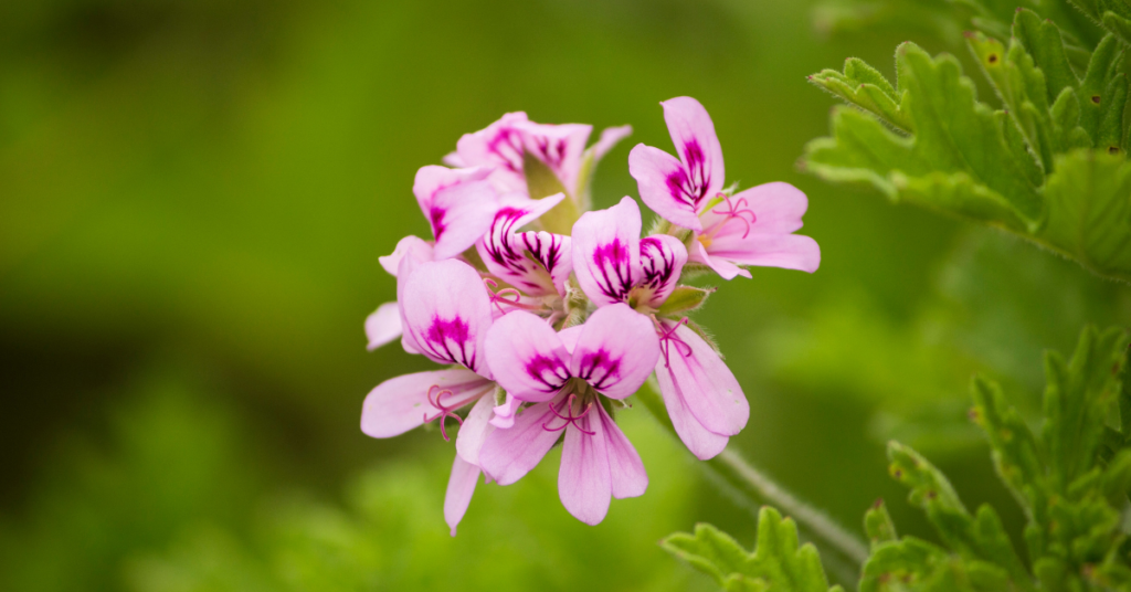 Geranium