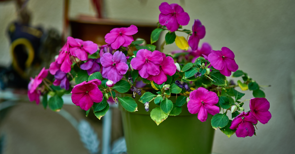 Impatiens