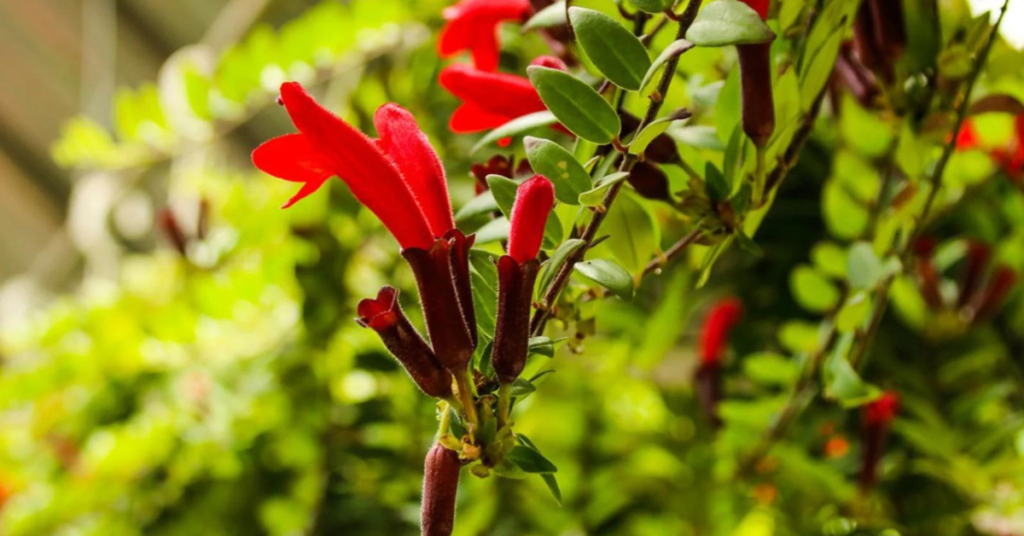 Lipstick Plant