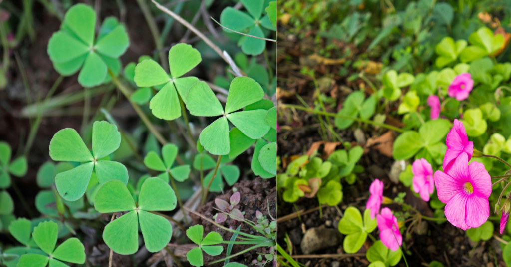  Oxalis