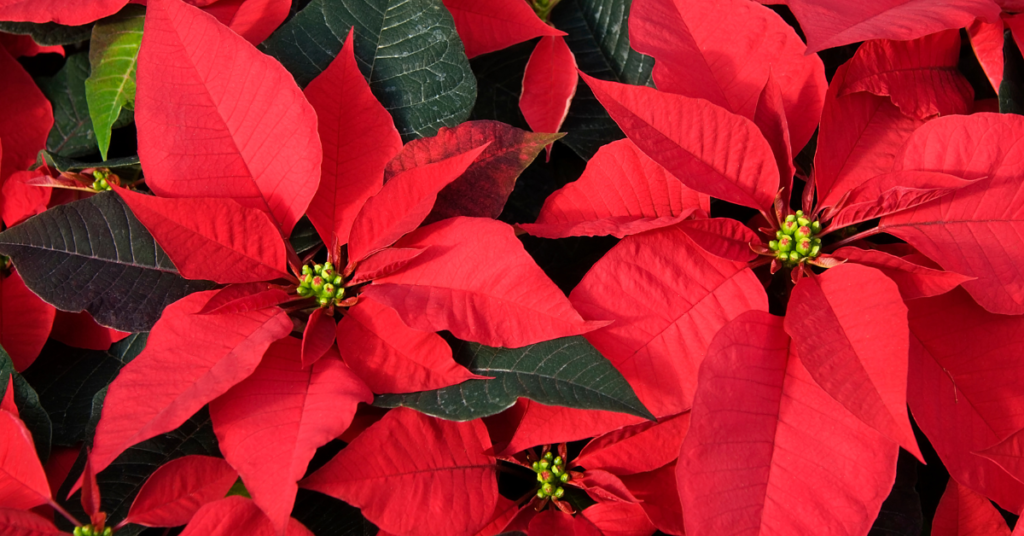 Poinsettia