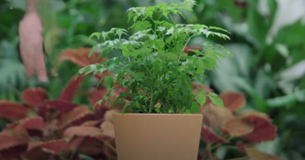 China Doll Plant Care: A Comprehensive Guide