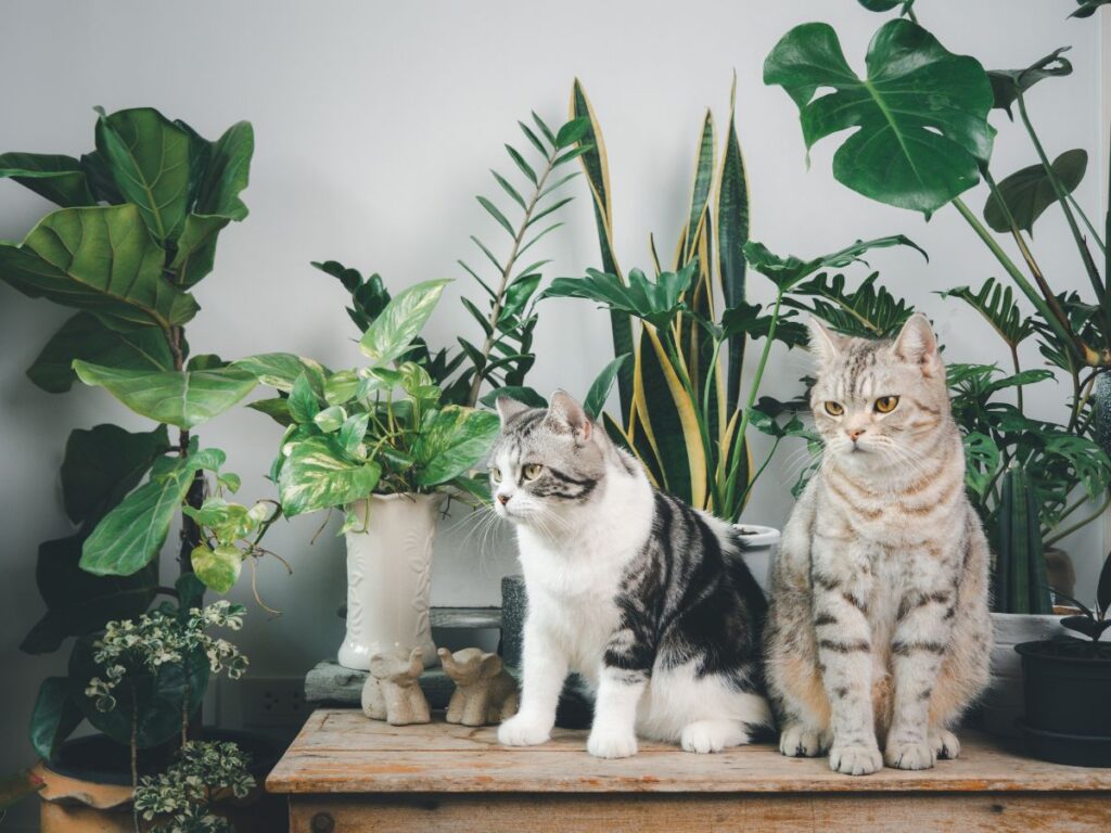 Indoor Cats