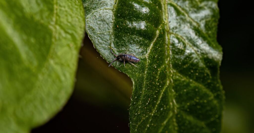 Springtails