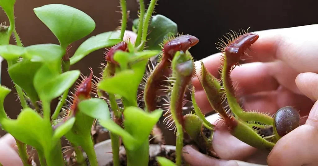 Feeding Venus Fly Traps