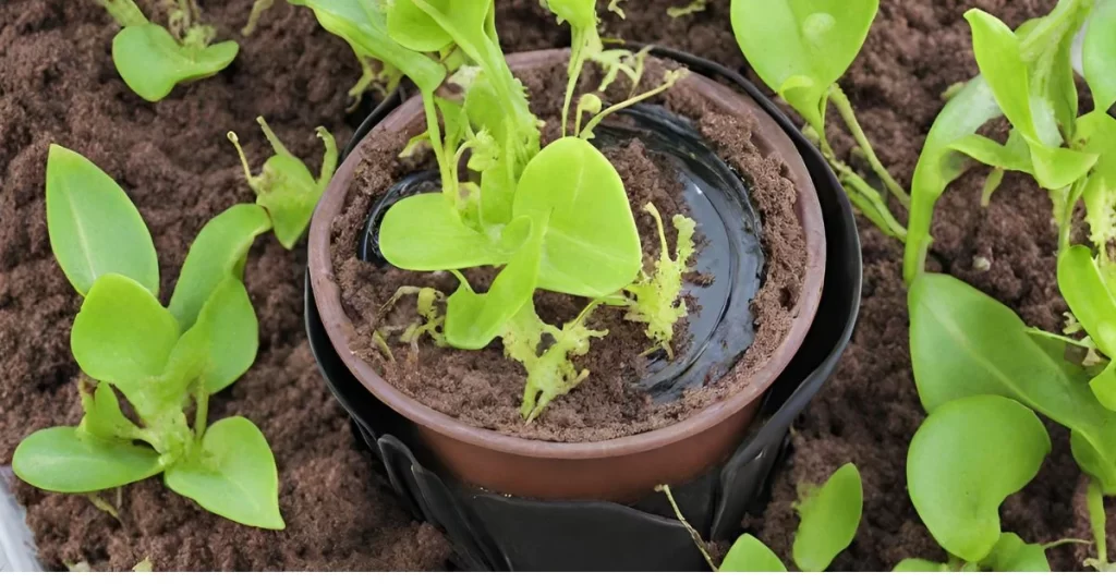 How to Properly Water a Venus Fly Trap