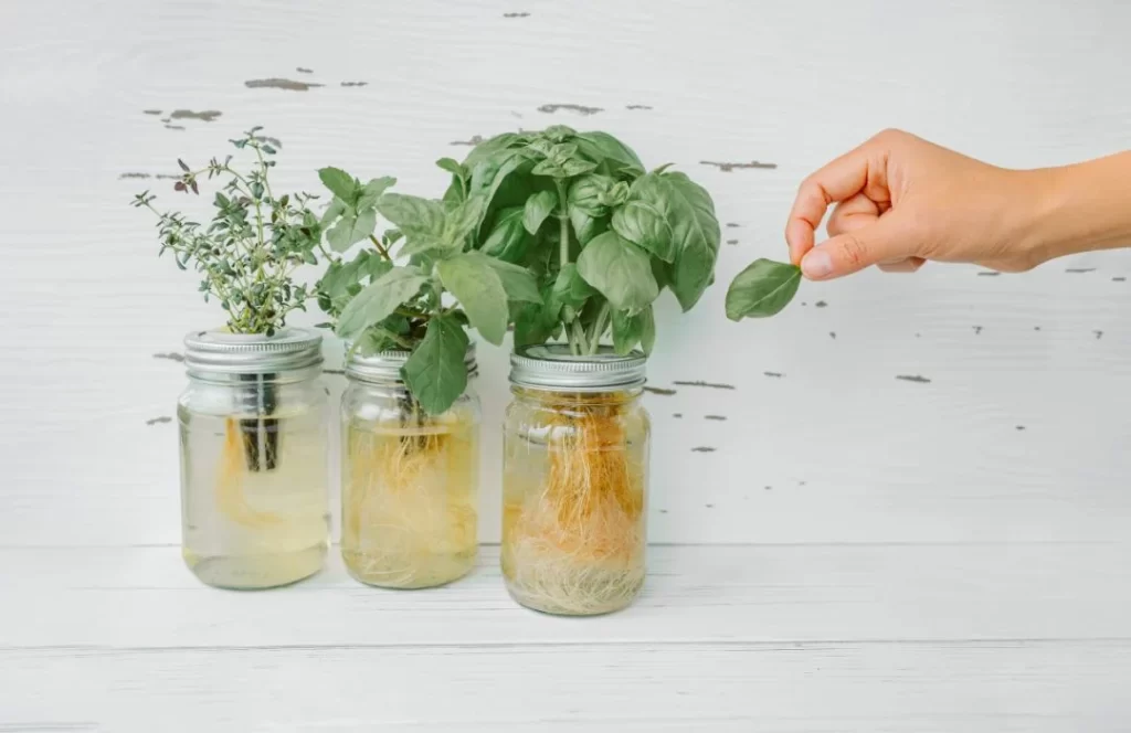 Indoor Hydroponic Garden