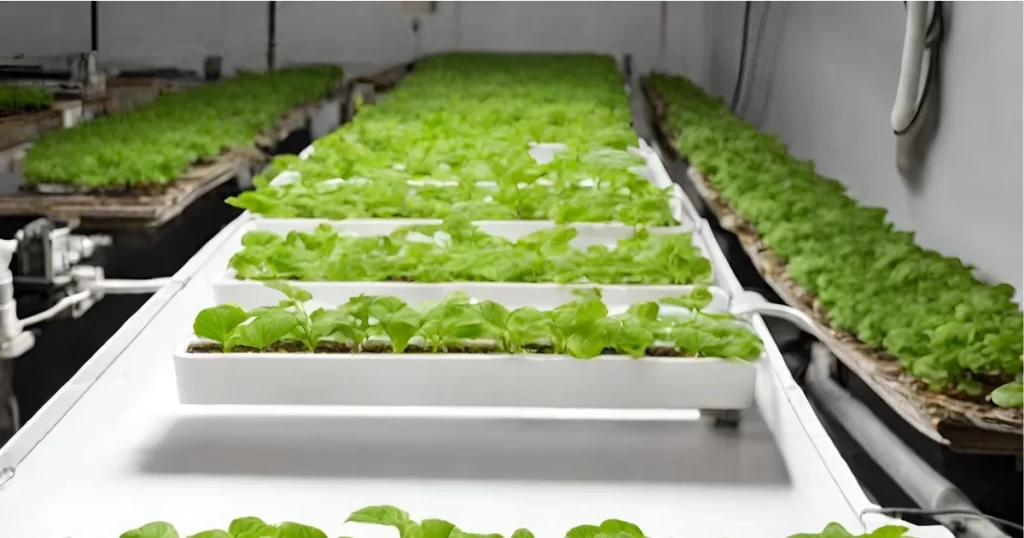 Water Level and Seed Germination in Indoor Hydroponic