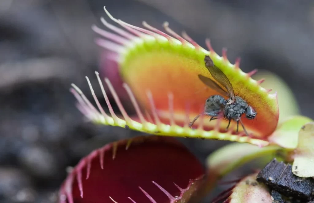 indoor Venus Fly