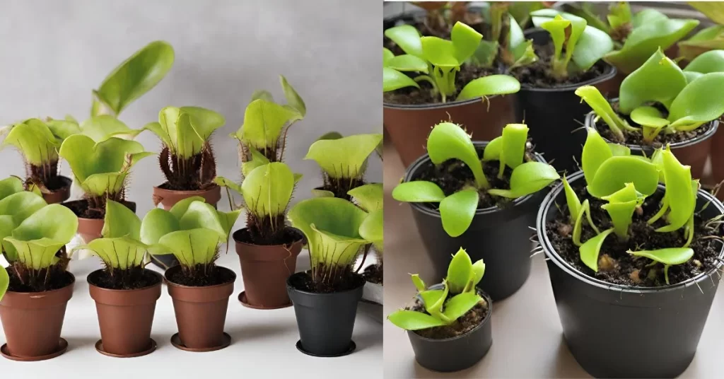 indoor Venus Fly Traps