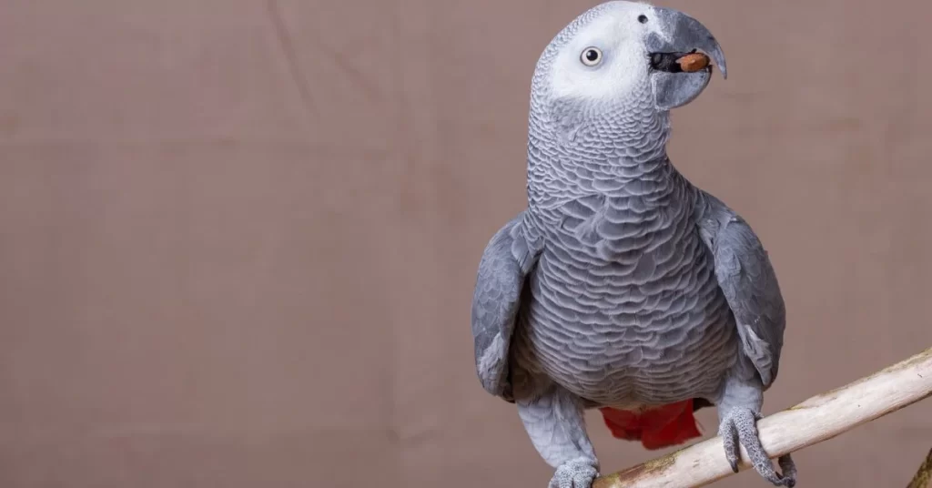 African Gray