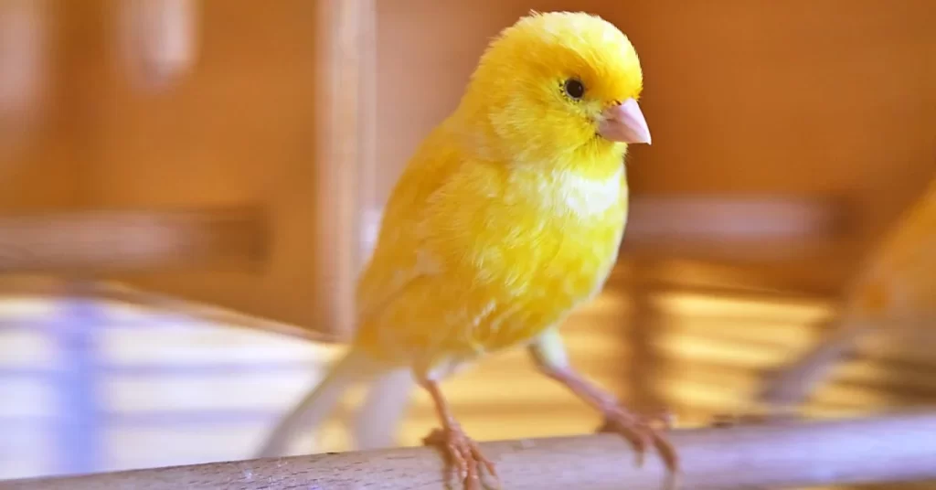 Canary