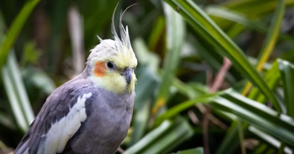 Cockatiеl