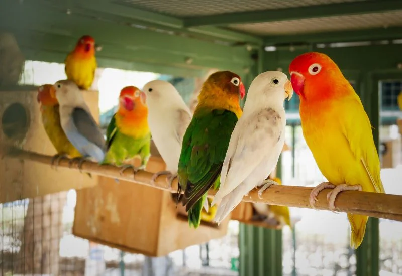 Indoor Pet Birds Care