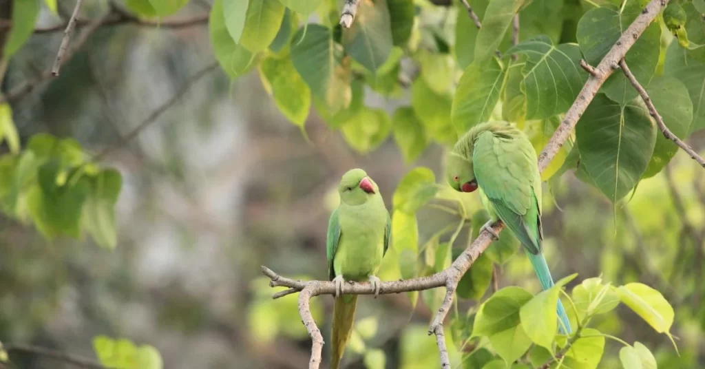 Parakeets