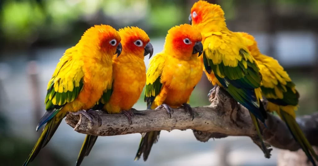 Pious Parrots