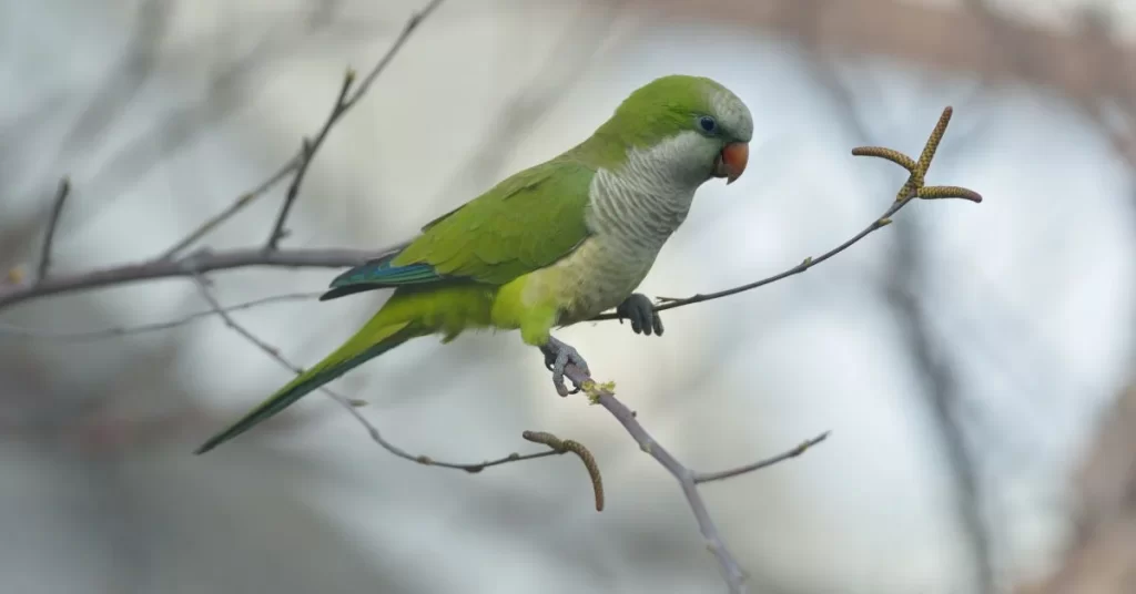 Quaker Parrot 