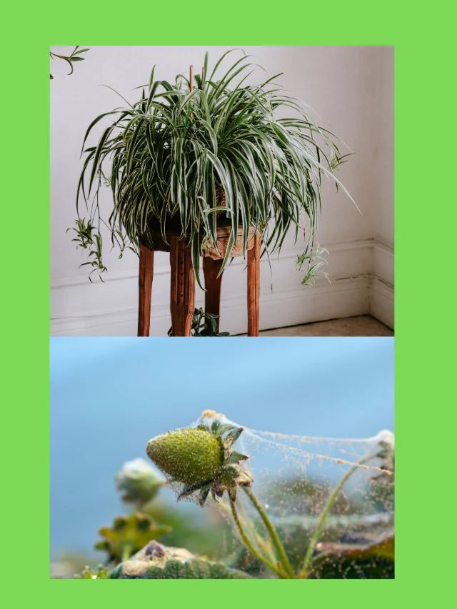 Save Your Houseplants from Spider Mites with Simple Steps