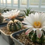 Can Ariocarpus Seeds Be Sowed in Winter Indoors?