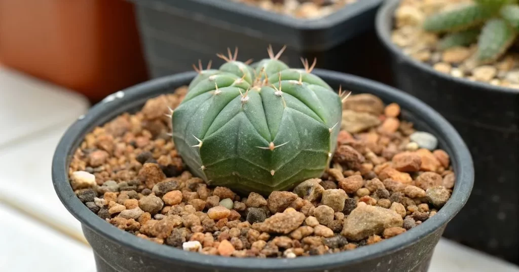 image of healthy one-year-old seedlings